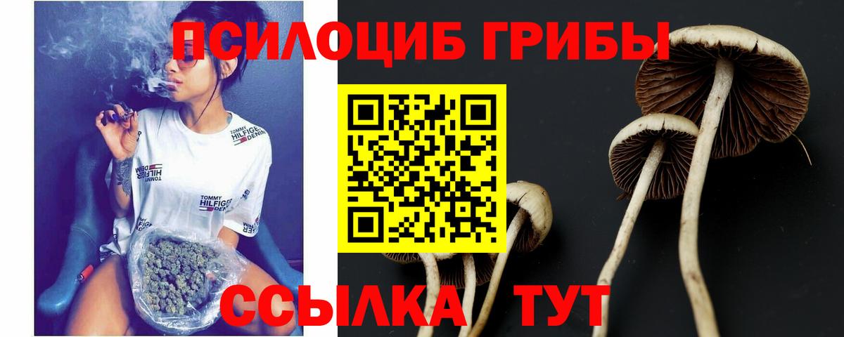 Псилоцибиновые грибы прущие грибы  Псилоцибиновые грибы Psilocybine cubensis  Вход с VPN  Алатырь 